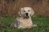 GOLDEN RETRIEVER 1003